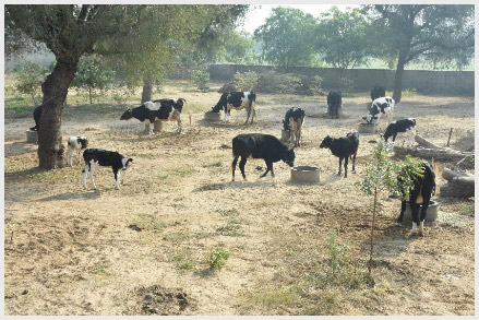 The dairy and farm at Gyanodaya Public School